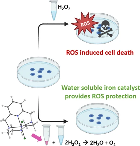 Antioxidant Potential of a Non-Heme Iron Complex: Mitigating H2O2-Induced Cellular Damage