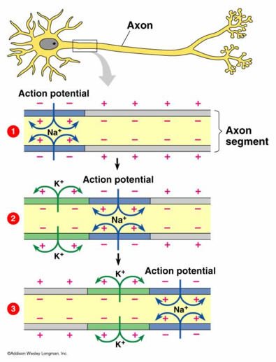 Nervoussystems