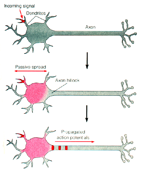 NeuronTriggering