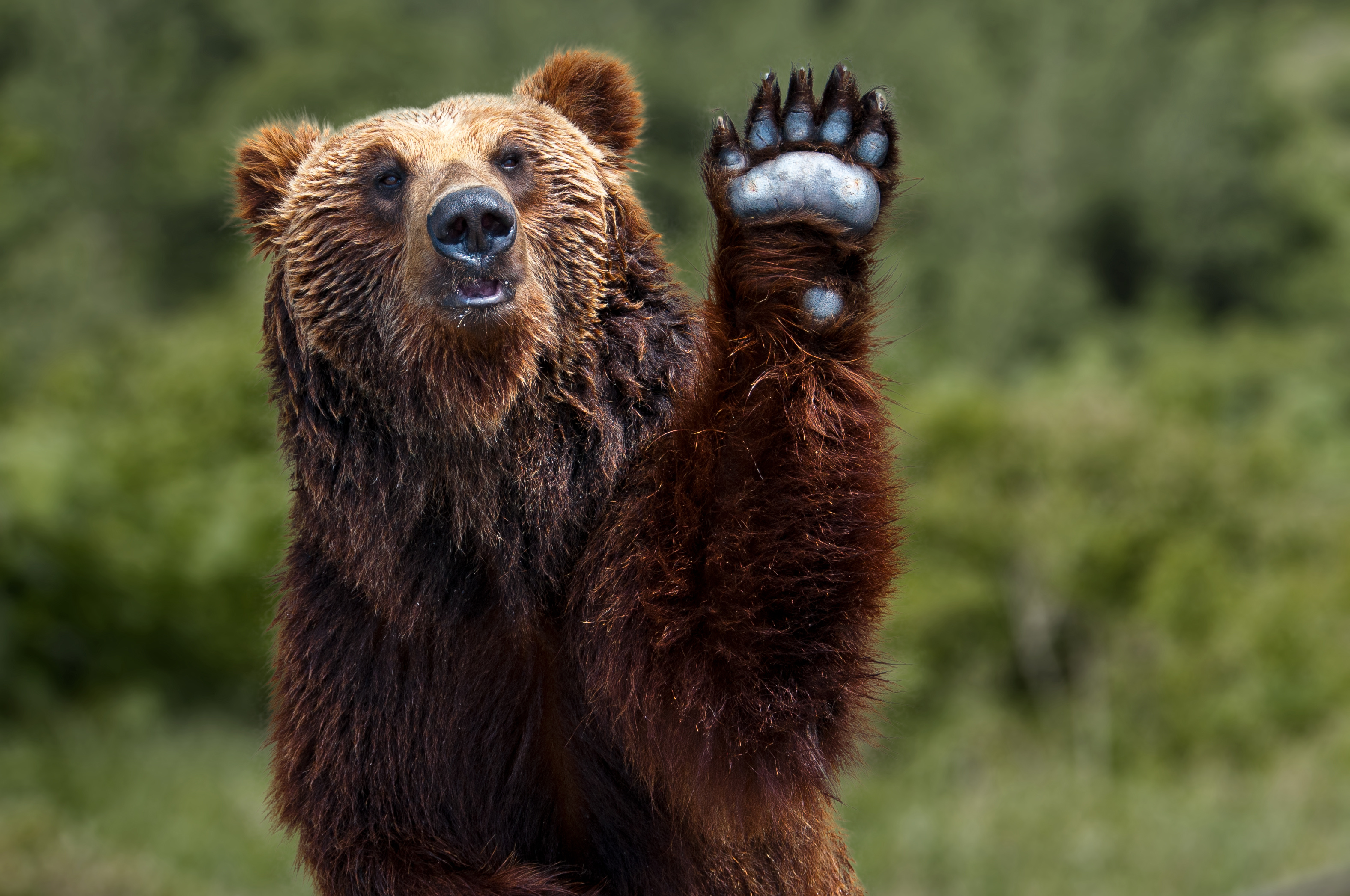 Bears
