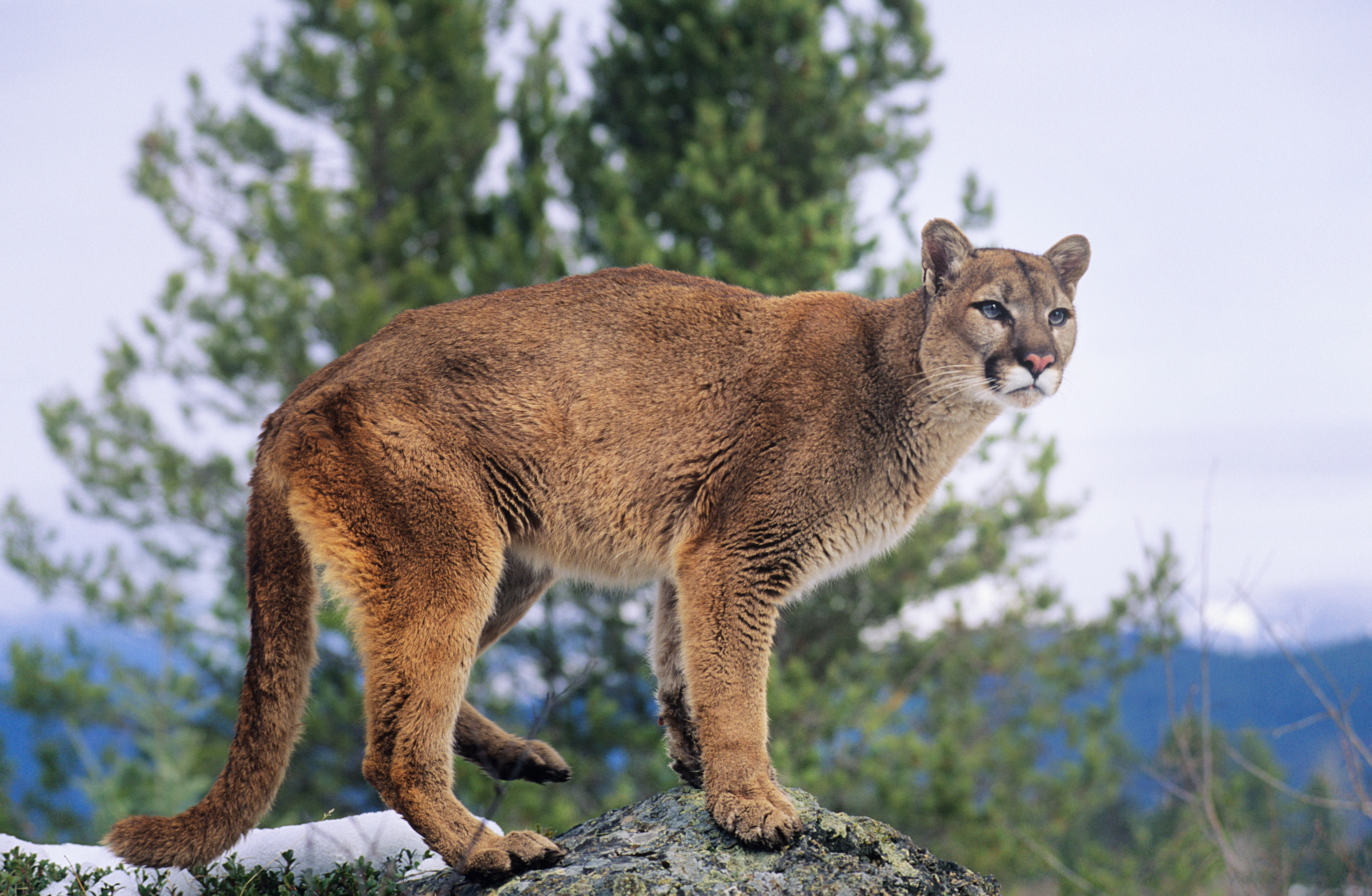 Big Cats