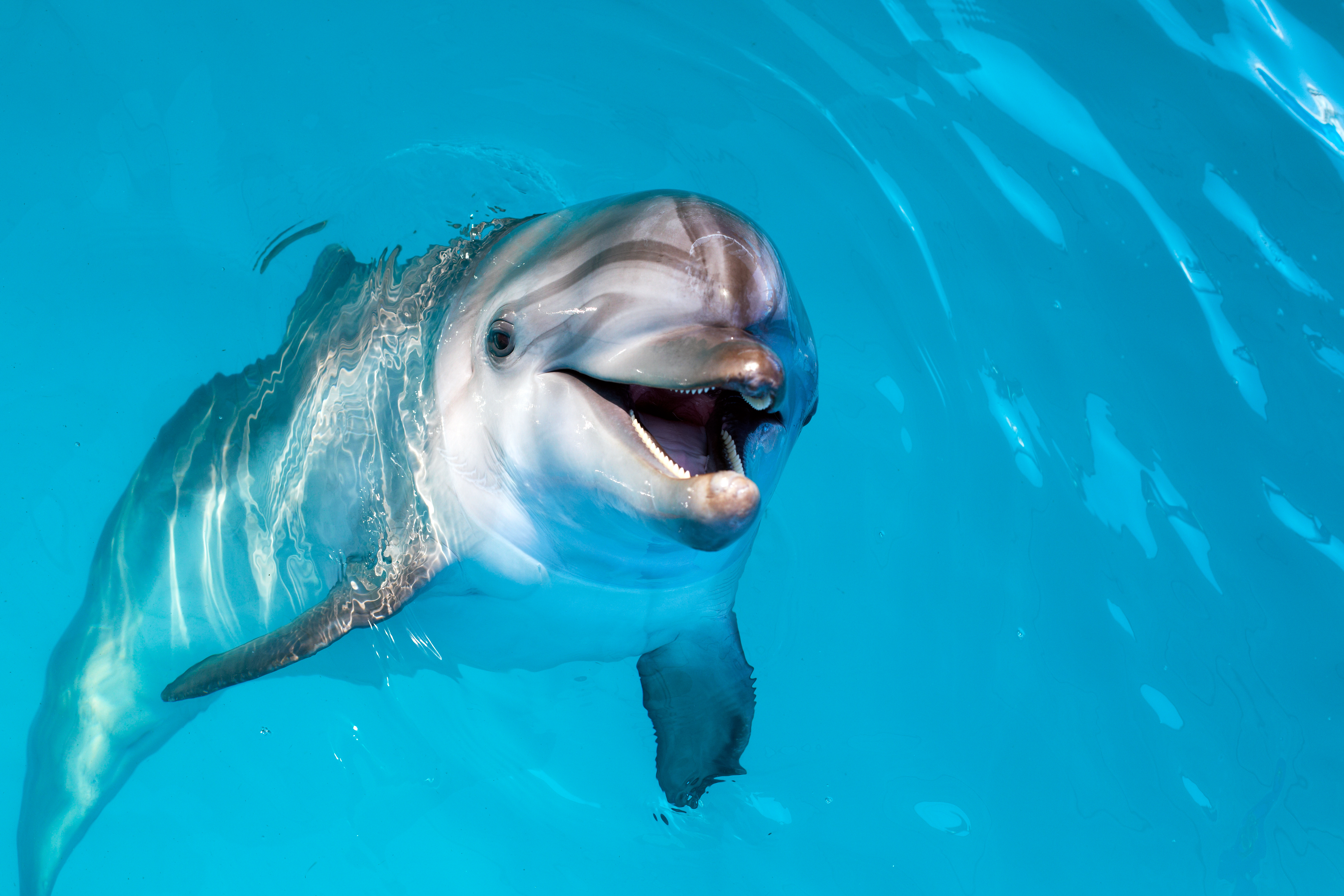 Dolphins