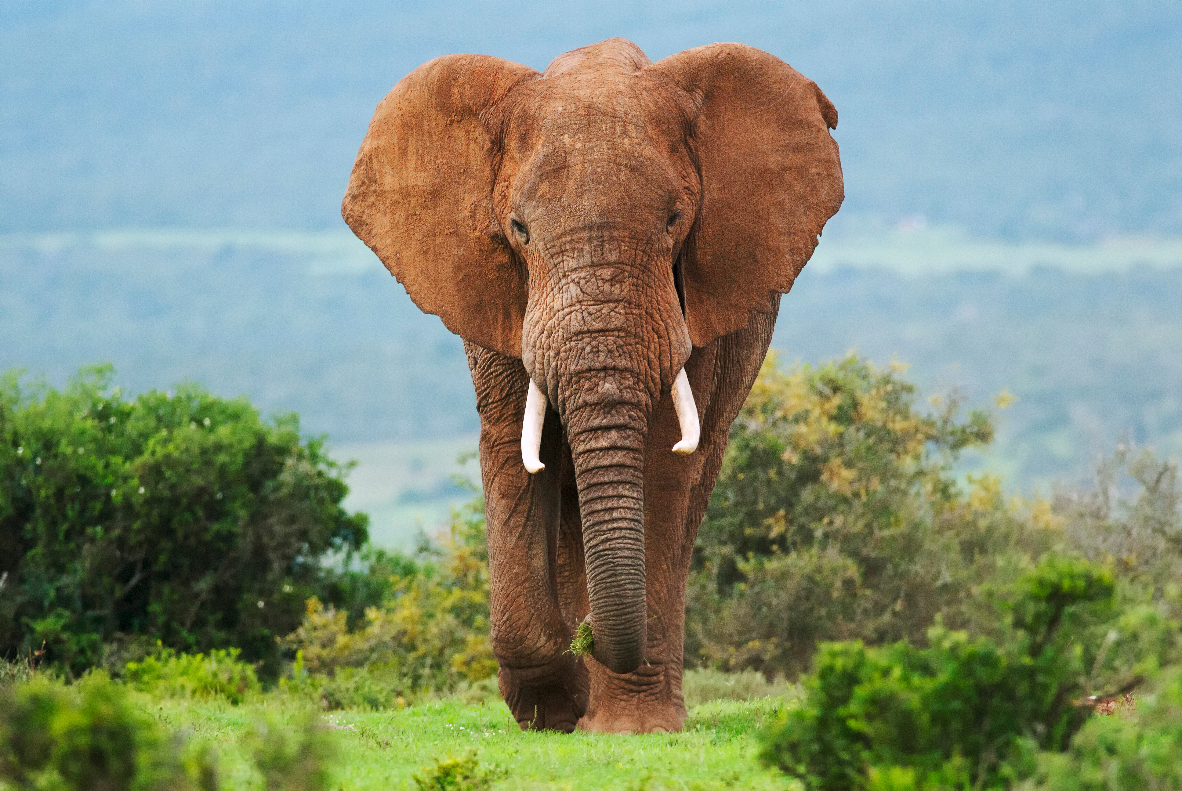 Elephants