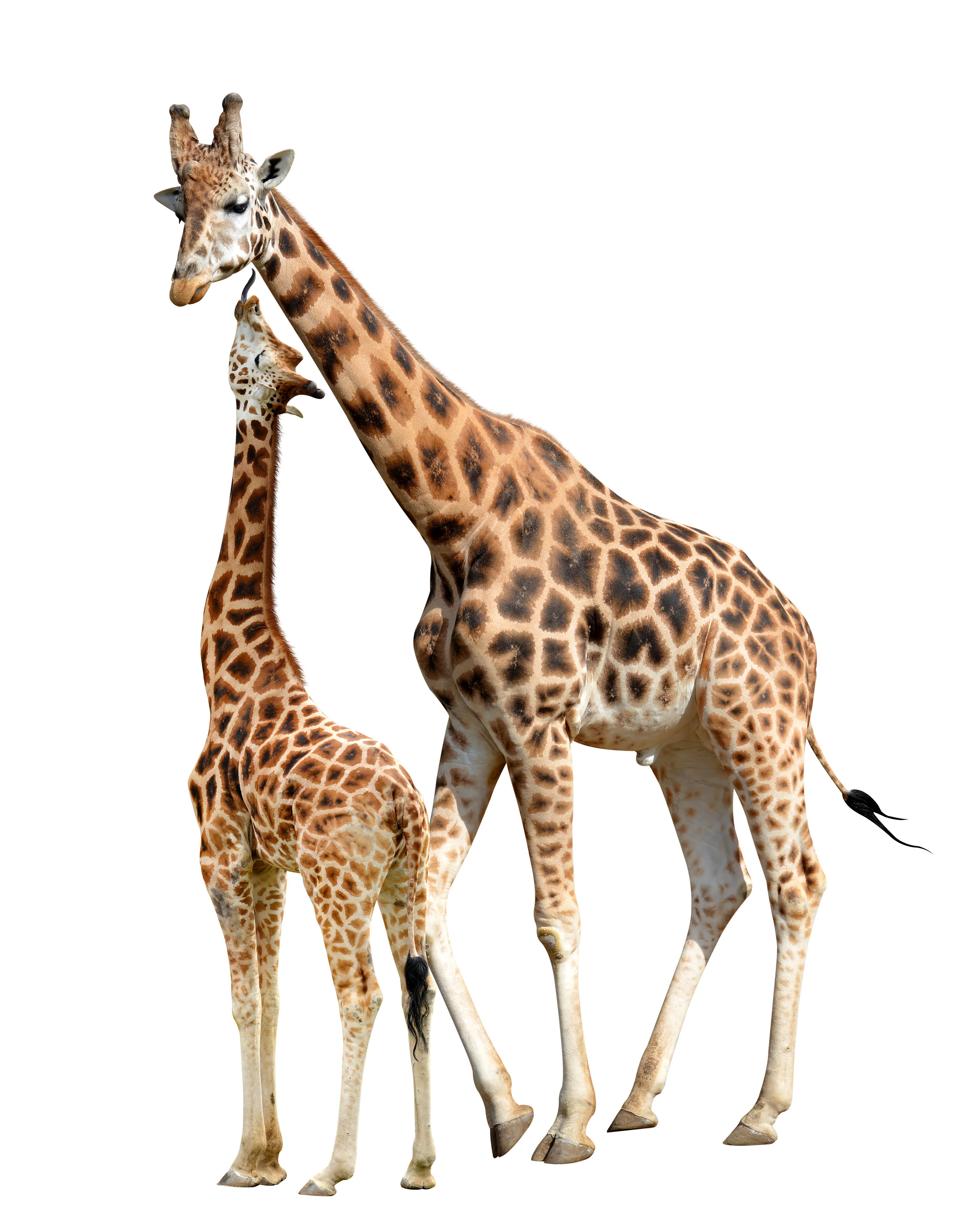 Giraffes