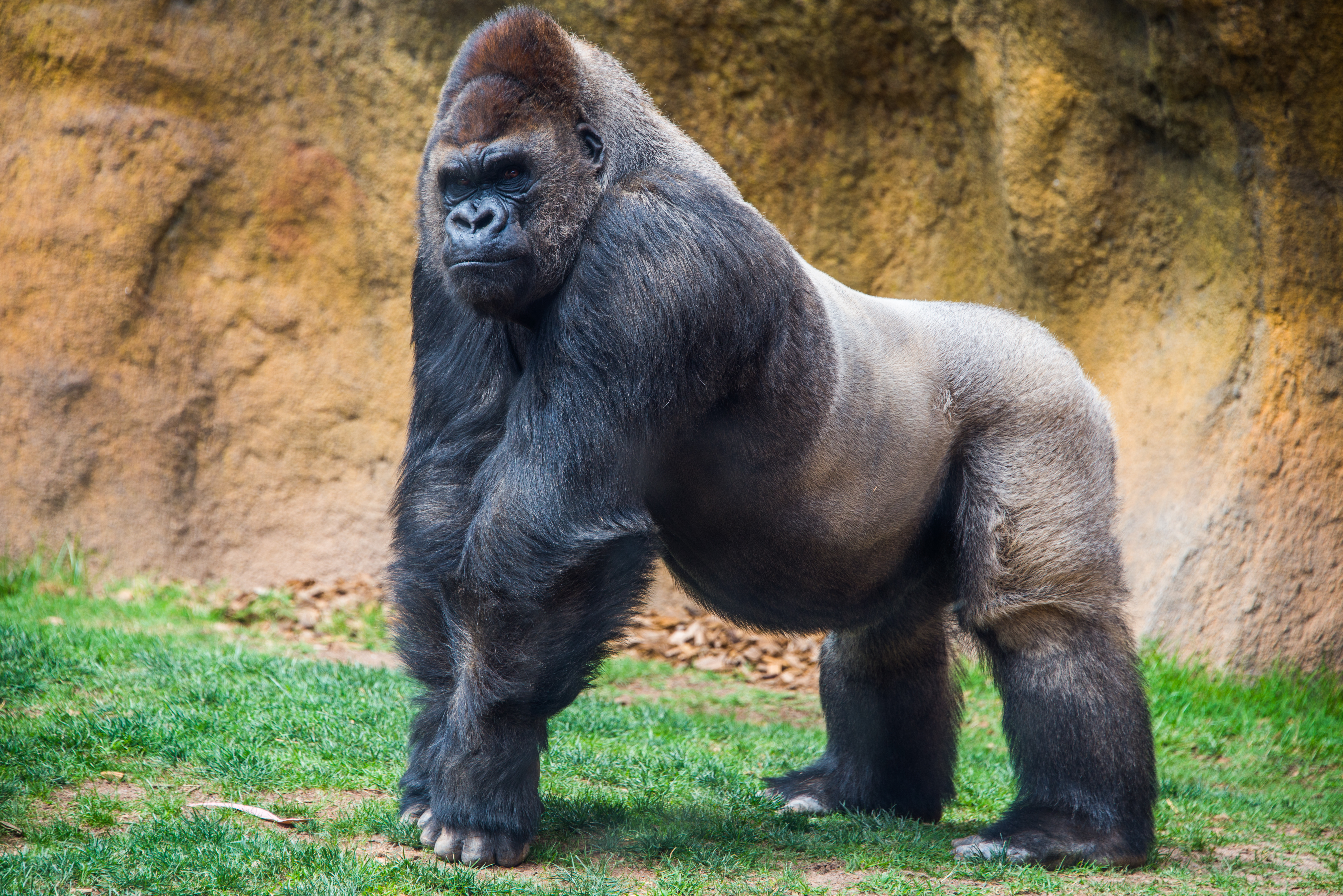 Gorillas