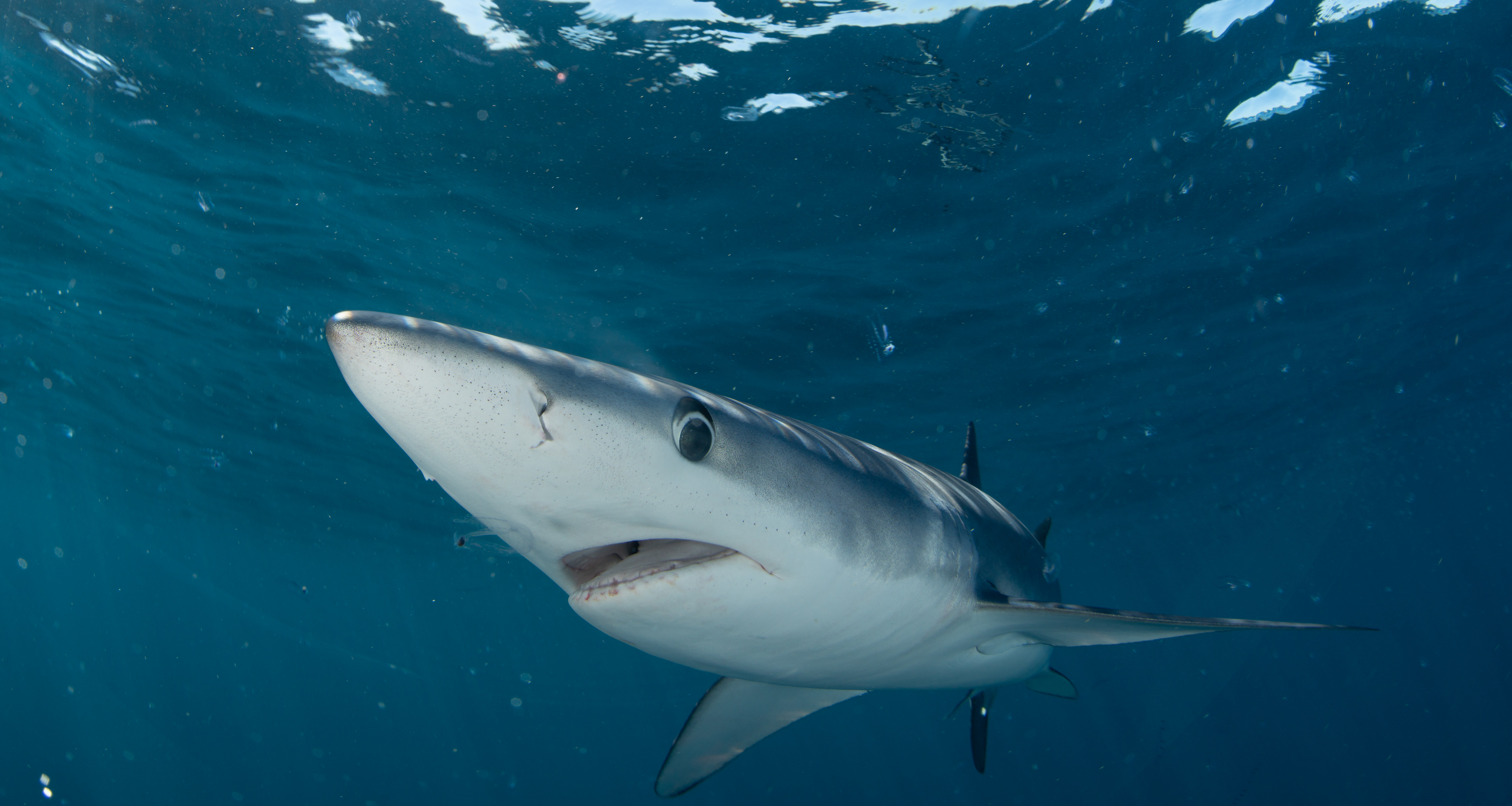 Mako Sharks