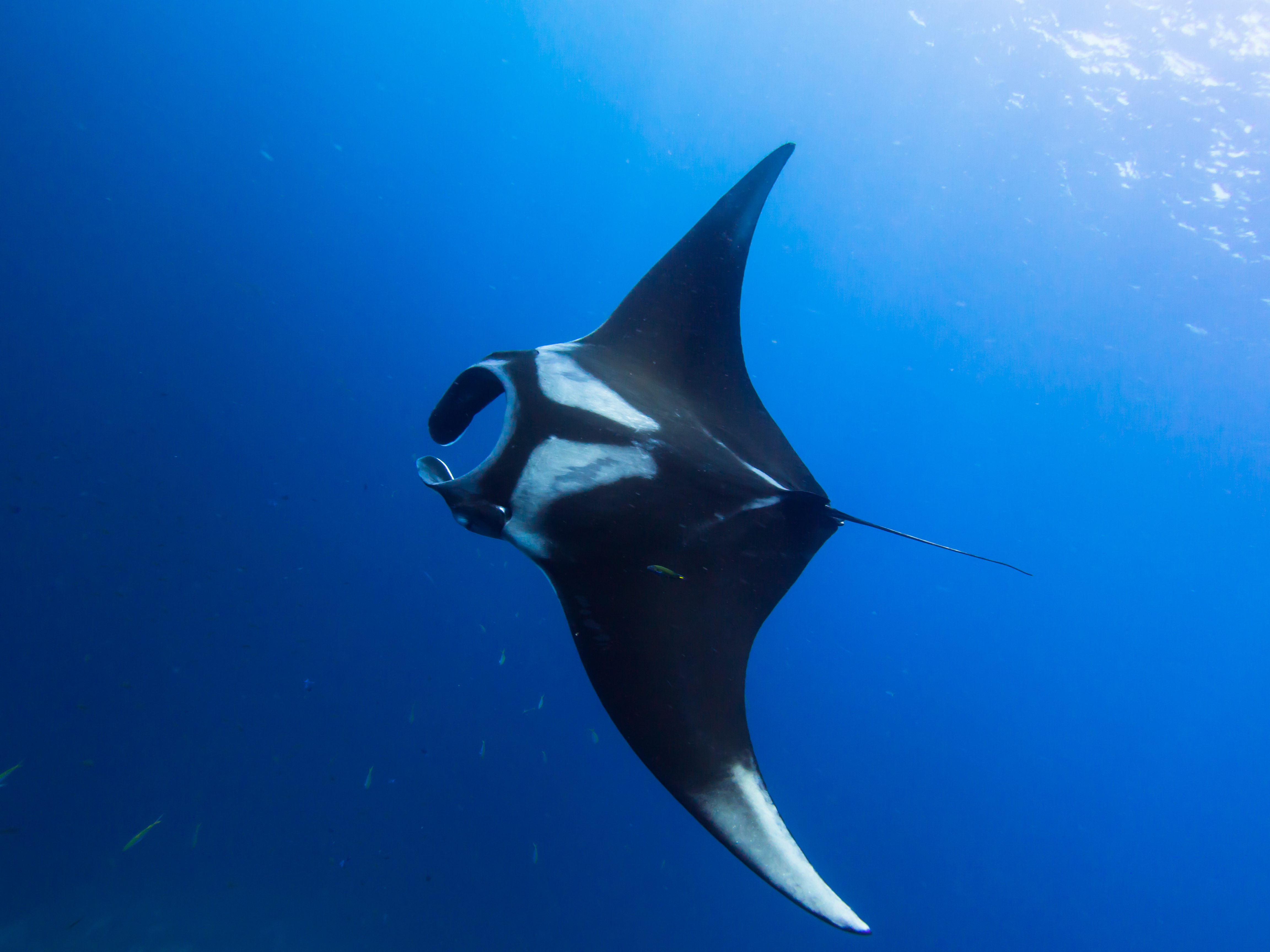 Manta Rays
