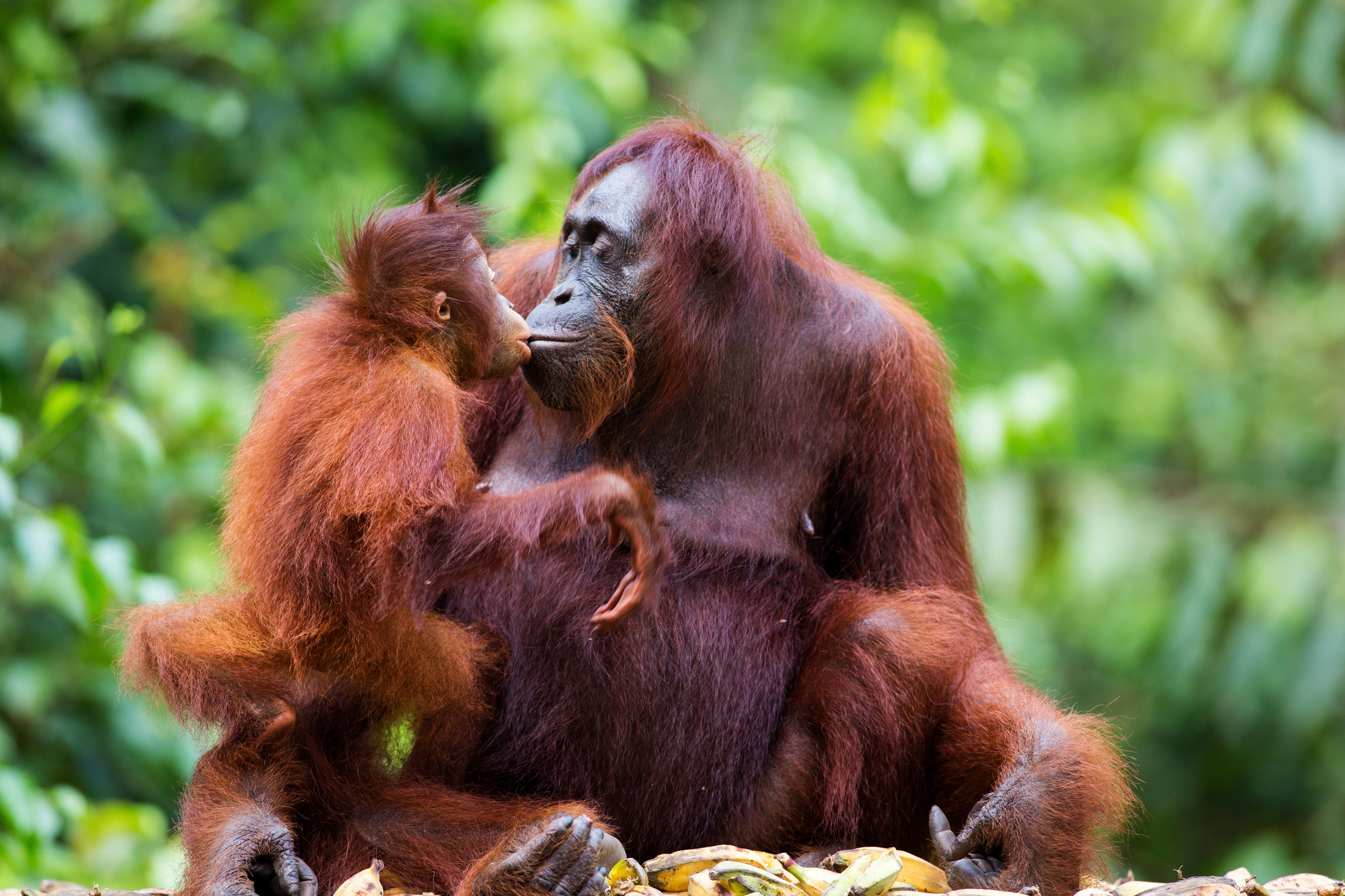 Orangutans