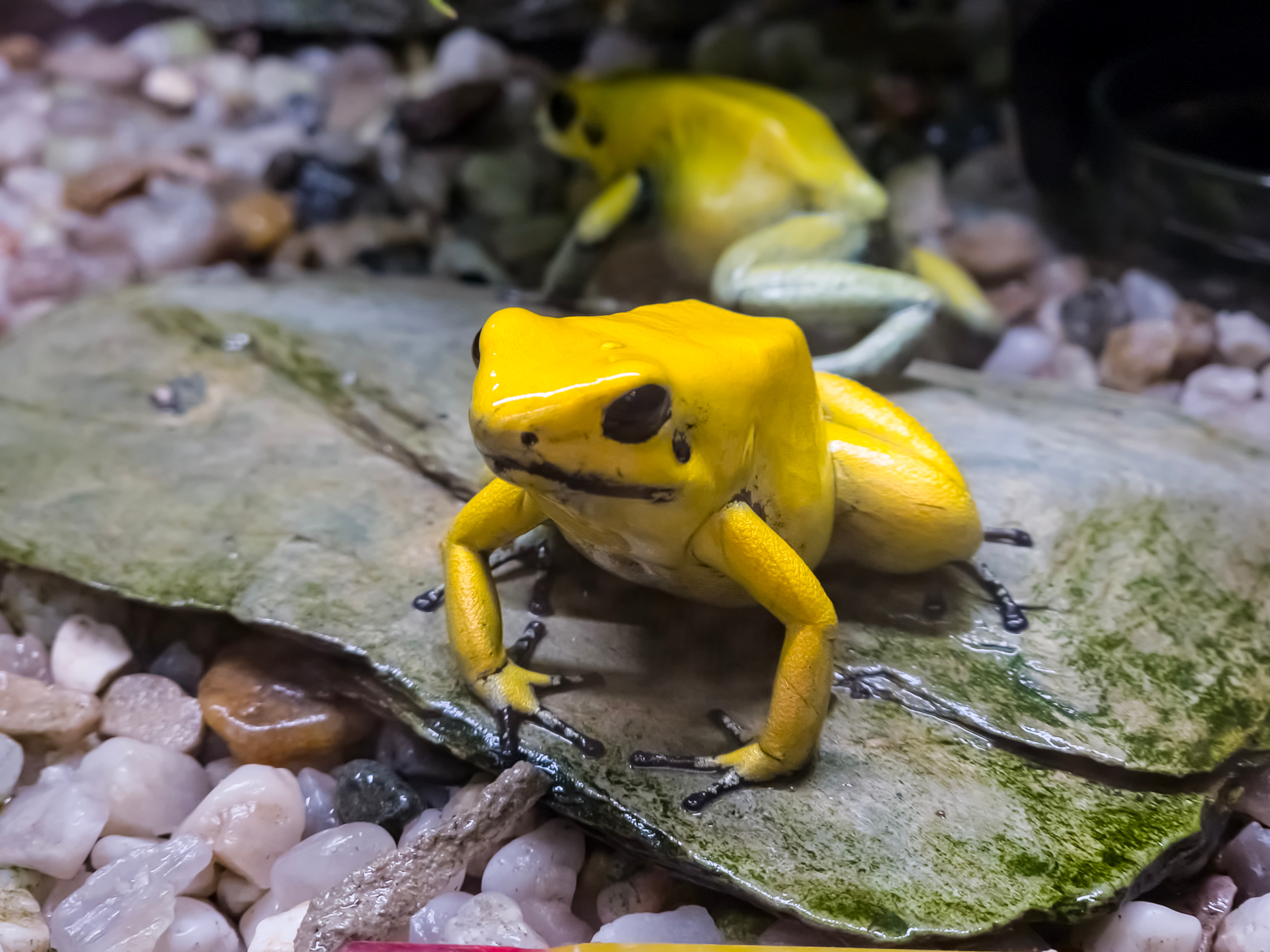 Poison Frogs