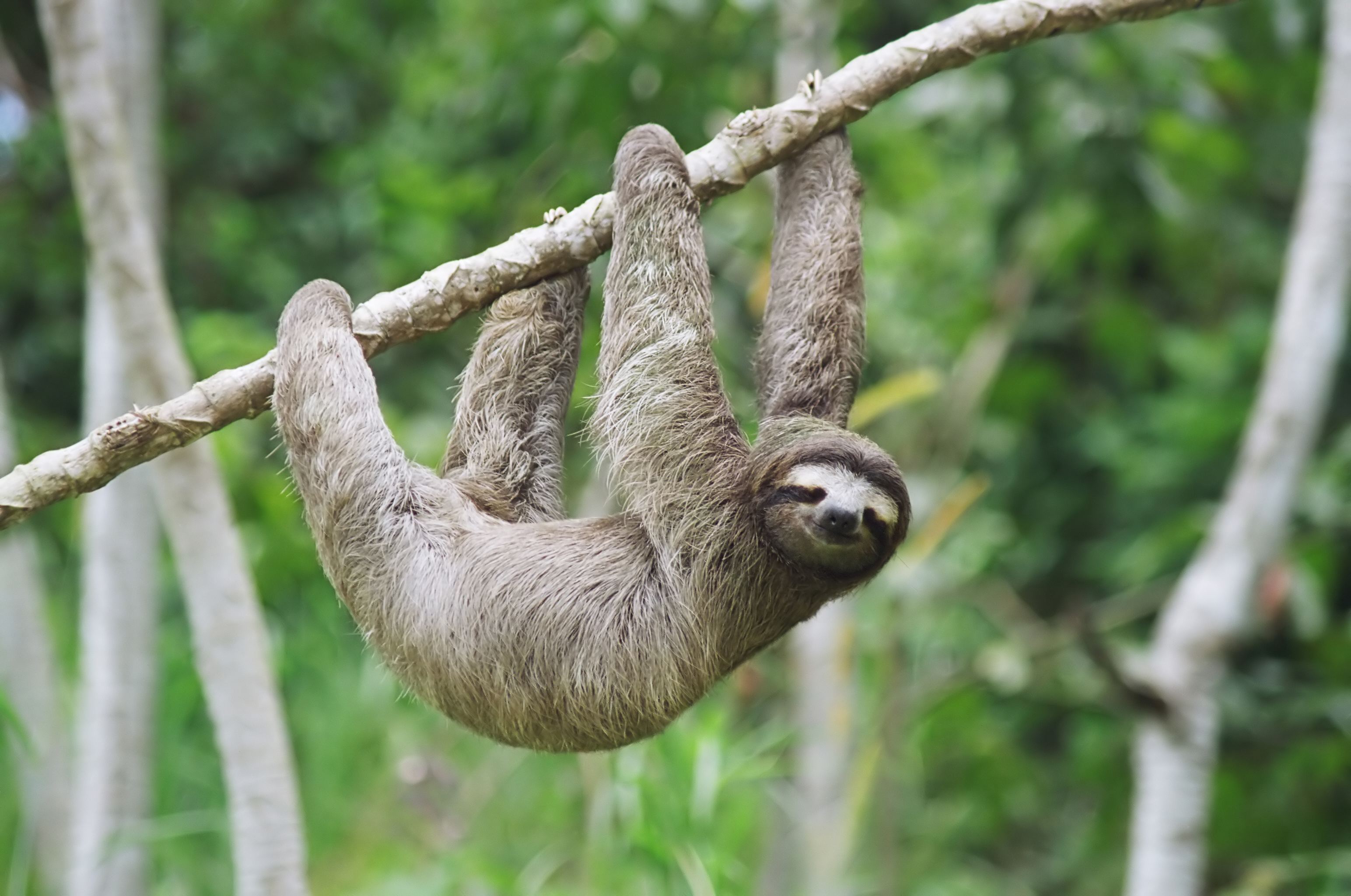 Sloths