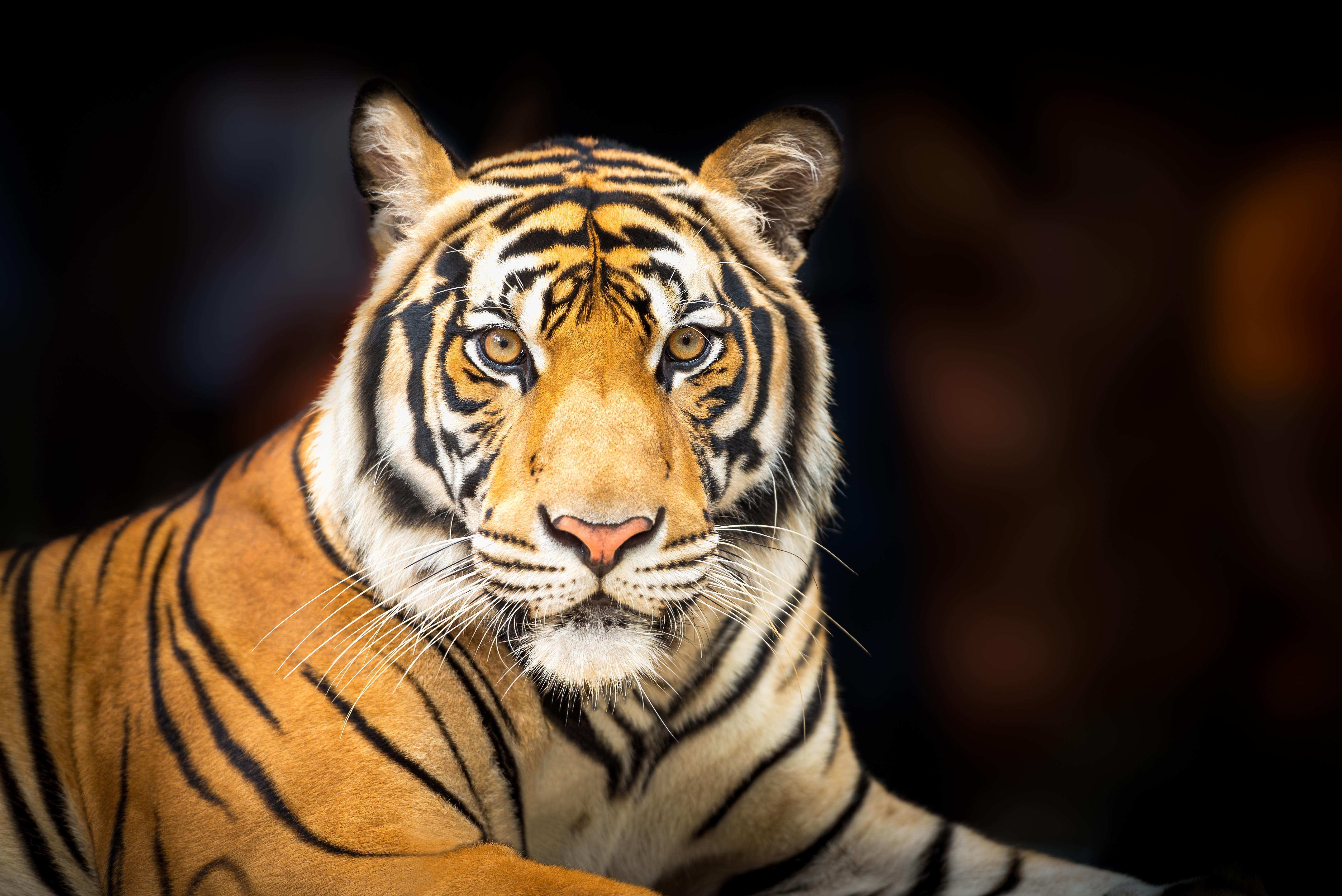Tigers