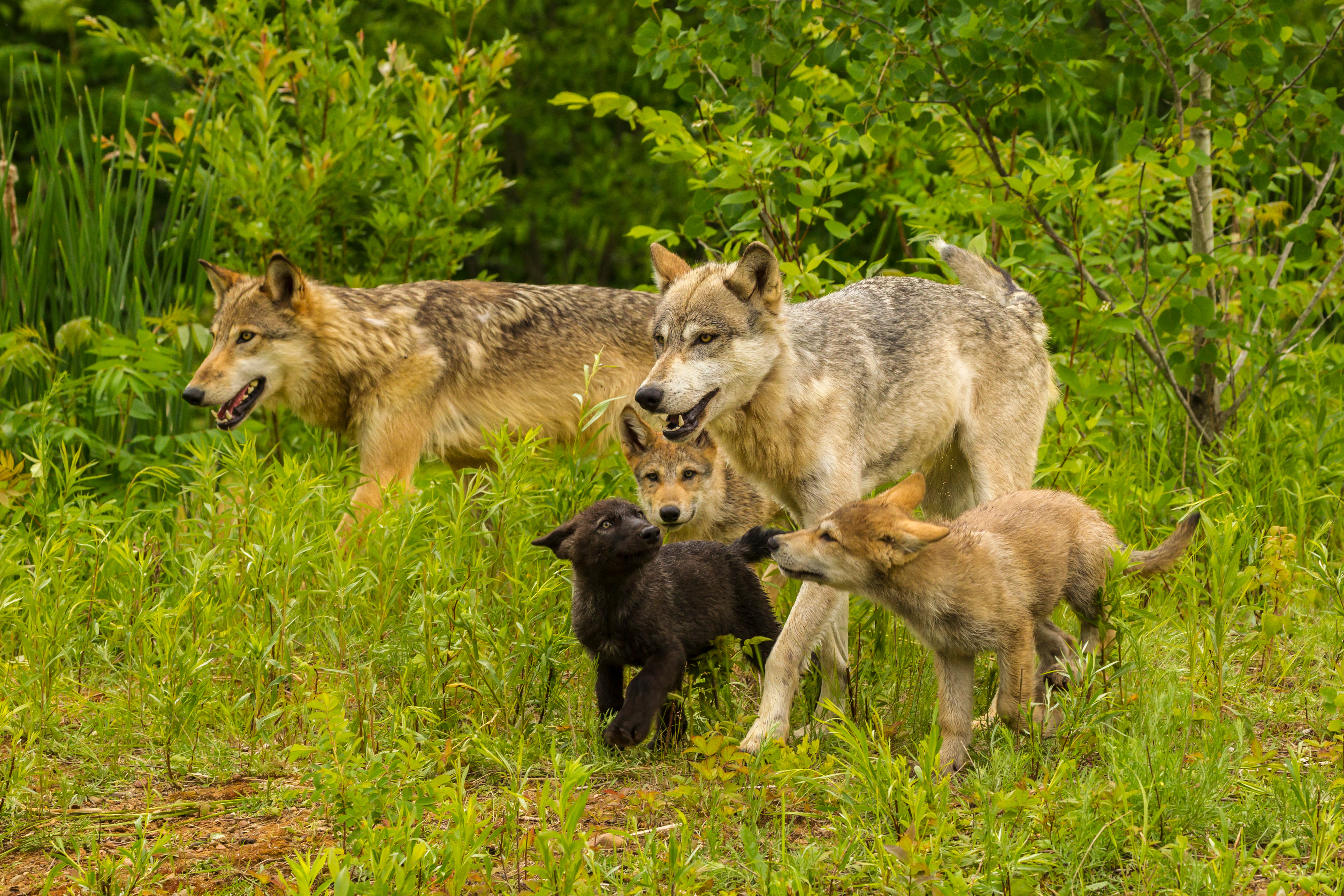 Wolves